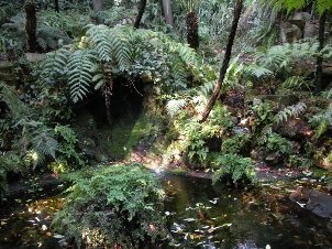 Orto Botanico (felci) - foto di G. Oliviero